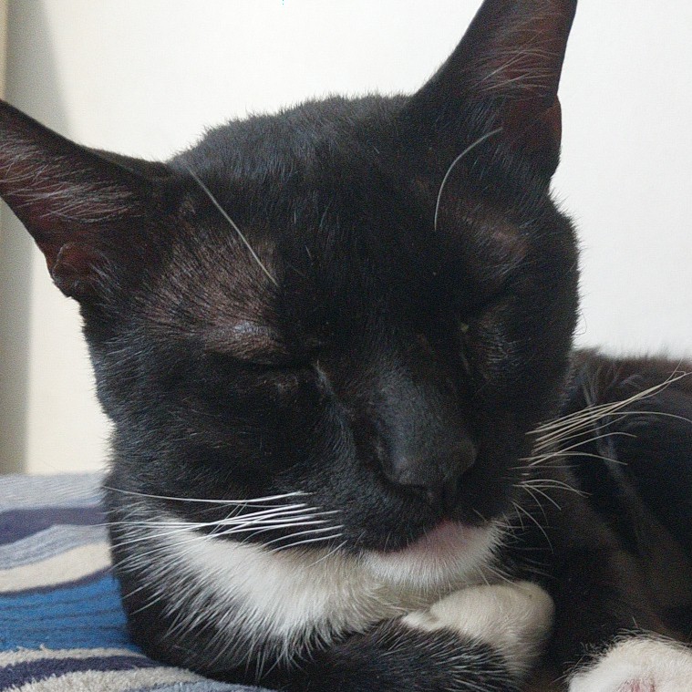 ayla computer's avatar